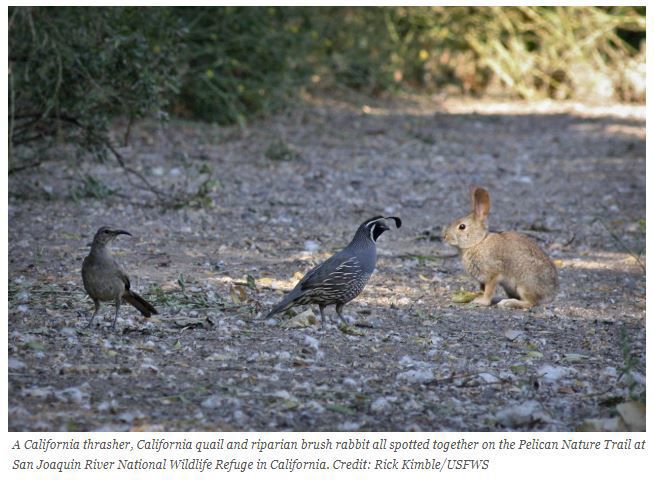 6. San Joaquin River National Wildlife Refuge: Pelican Nature Trail